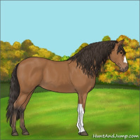 Horse Color:Bay 