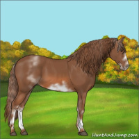 Horse Color:White Spotted Chestnut Frame