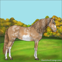 Horse Color:White Spotted Chestnut Frame