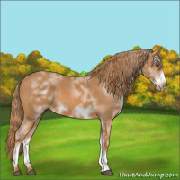 Horse Color:White Spotted Chestnut Frame
