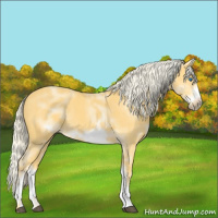 Horse Color:White Spotted Palomino Frame 