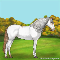 Horse Color:White Spotted Chestnut Frame 