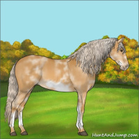 Horse Color:White Spotted Palomino Frame 