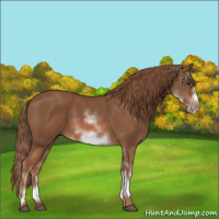 Horse Color:White Spotted Chestnut Frame 