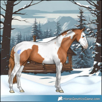 Horse Color:Chestnut Splash Tobiano