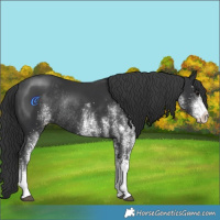 Horse Color:White Spotted Black Rabicano