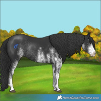 Horse Color:White Spotted Black Rabicano 