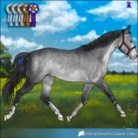 Horse Color:Brown Chinchilla 