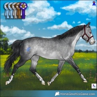 Horse Color:Brown Chinchilla