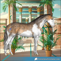 Horse Color:Buckskin Splash Rabicano 