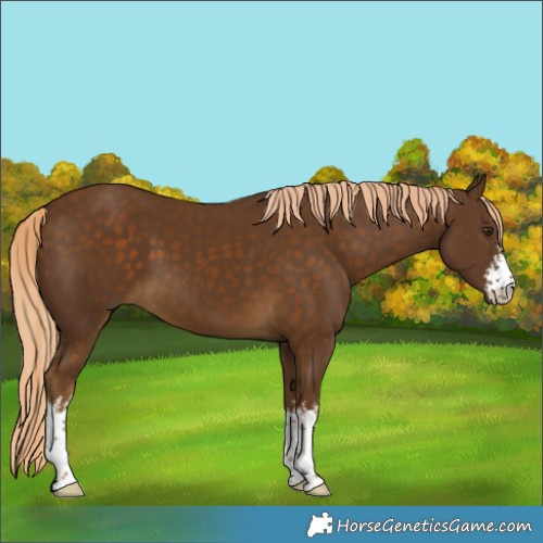 Horse Color:White Spotted Chocolate Palomino 