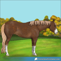 Horse Color:White Spotted Chocolate Palomino 