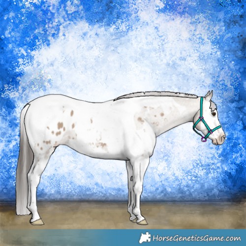 Horse Color:White Spotted Liver Red Dun Splash Tobiano Appaloosa 