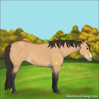Horse Color:Bay Dun Splash 