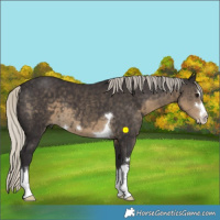Horse Color:Silver Smoky Black 