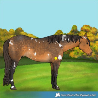 Horse Color:White Spotted Buckskin 