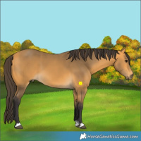 Horse Color:Buckskin 
