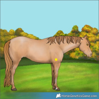 Horse Color:Bay Pearl 
