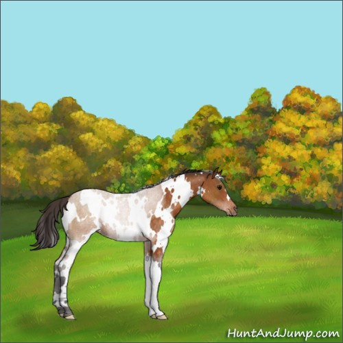 Horse Color:White Spotted Buckskin Rabicano 