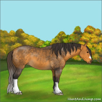 Horse Color:Buckskin 