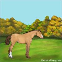 Horse Color:Sable Cream Champagne 