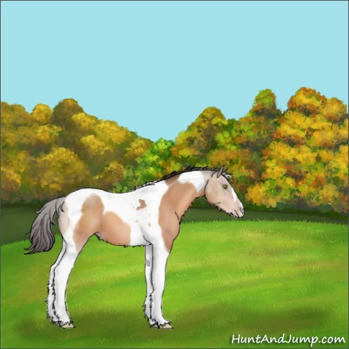 Horse Color:Sable Champagne Tobiano 