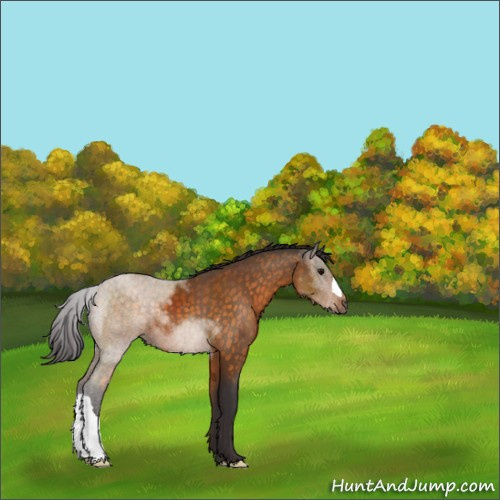 Horse Color:Buckskin 