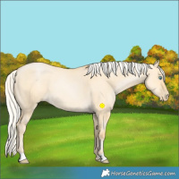 Horse Color:Silver Buckskin Pearl Dun 