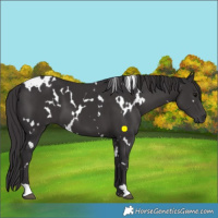 Horse Color:White Spotted Smoky Black 