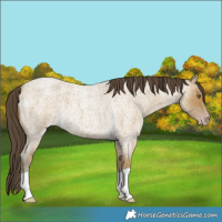 Horse Color:Classic Cream Champagne Roan 