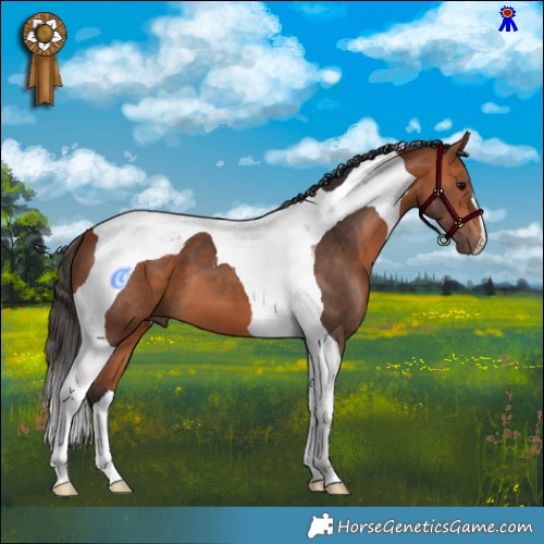 Horse Color:Bay Tobiano 