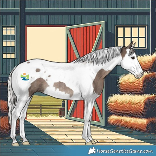 Horse Color:Silver Black Splash Tobiano Rabicano 