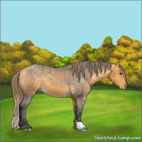 Horse Color:Buckskin Appaloosa 