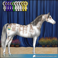 Horse Color:Liver Red Dun Mushroom Sabino 