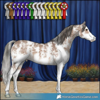 Horse Color:Liver Red Dun Mushroom Sabino 