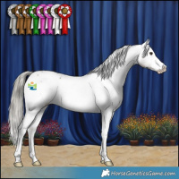 Horse Color:Liver Red Dun Mushroom Sabino Appaloosa 