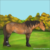 Horse Color:Buckskin 