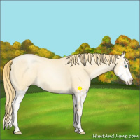 Horse Color:Buckskin Roan Pearl  and Buckskin Roan Pearl Splash