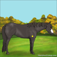 Horse Color:Smoky Black 