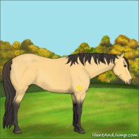 Horse Color:Buckskin 