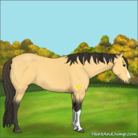 Horse Color:Buckskin 