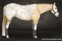 Horse Color:Buckskin Dun Splash Appaloosa 