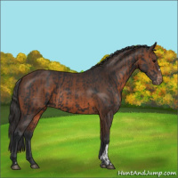 Horse Color:Black Appaloosa  and Brown Appaloosa 