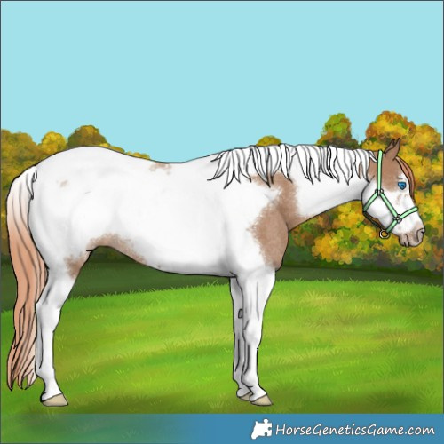 Horse Color:Red Dun Tobiano Frame Rabicano 