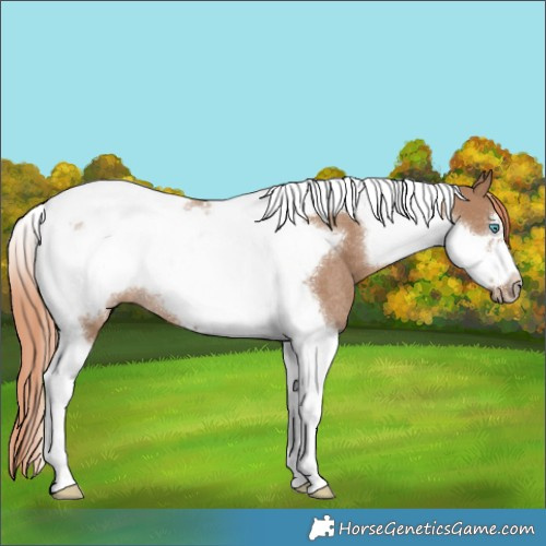 Horse Color:Red Dun Tobiano Frame Rabicano 