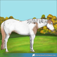 Horse Color:Red Dun Tobiano Frame Rabicano 