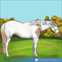 Horse Color:Red Dun Tobiano Frame Rabicano 