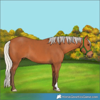 Horse Color:Silver Bay 