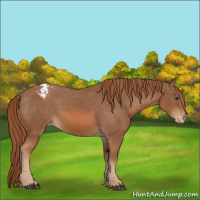 Horse Color:Chestnut Appaloosa