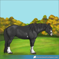 Horse Color:Black 